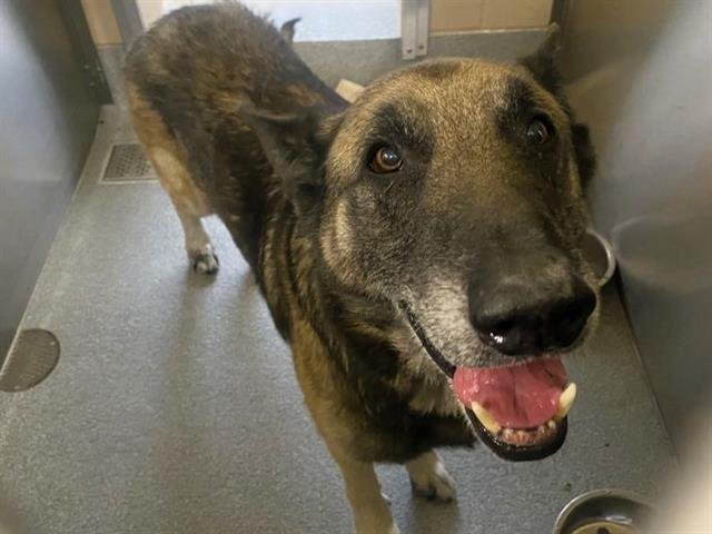 DUTCH - German Shepherd Dog available for adoption