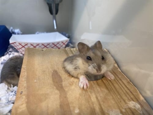 EMOLGA - Hamster available for adoption