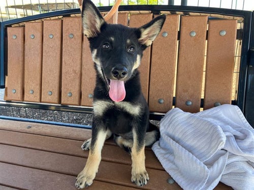 NOVA - German Shepherd Dog available for adoption