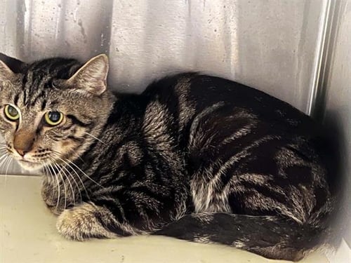 EGG - Domestic Short Hair available for adoption