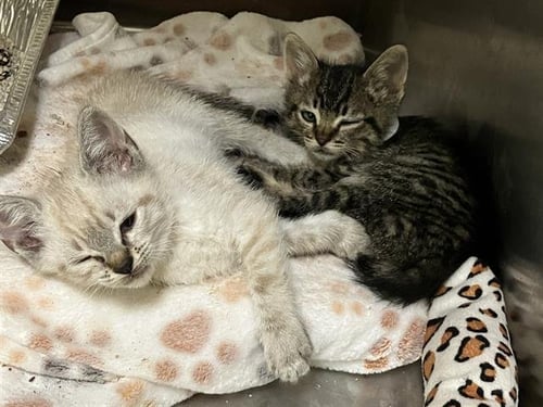 PEACE - Domestic Short Hair available for adoption
