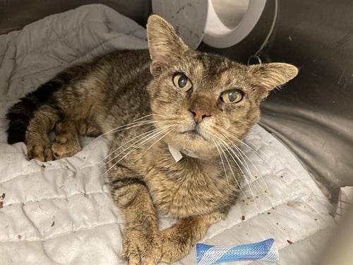 NELSON - Domestic Short Hair for adoption in Anaheim