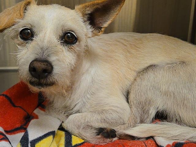 CLIVE OWEN - Cairn Terrier available for adoption