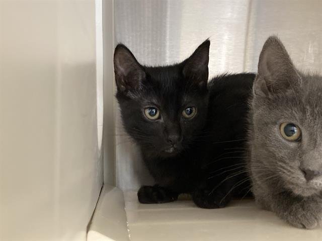 ECLIPSE - Domestic Short Hair available for adoption