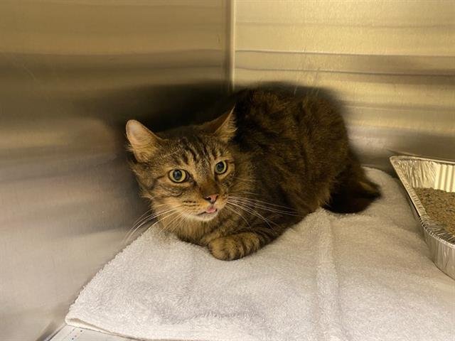 DAKOTA - Domestic Medium Hair available for adoption