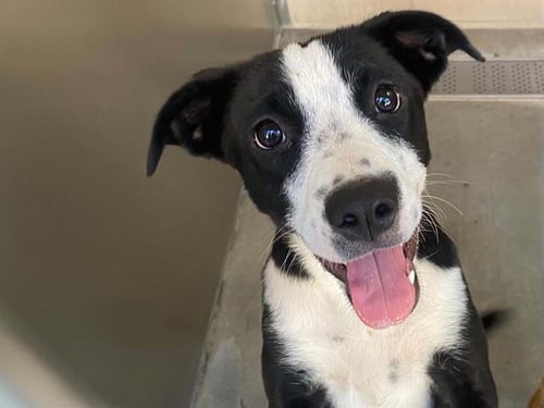 CEDAR - Border Collie / Labrador Retriever available for adoption