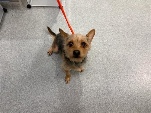 JUMPER - Yorkshire Terrier Yorkie / Cairn Terrier available for adoption