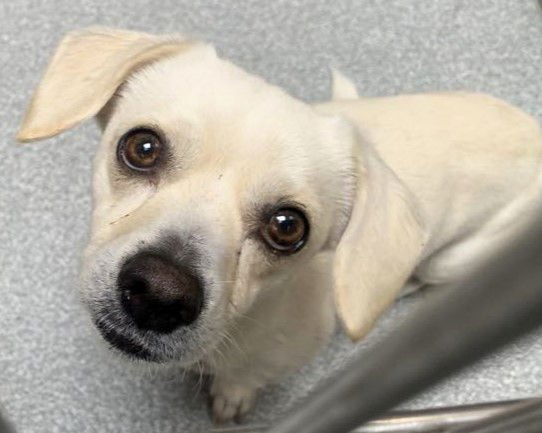 VINCENT - Dachshund available for adoption