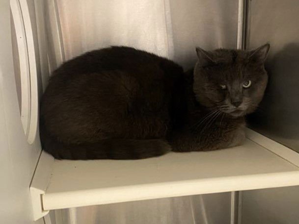 CHET - Domestic Short Hair available for adoption