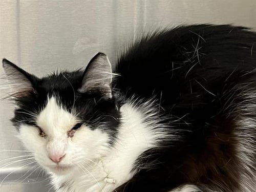 LYRIC - Domestic Medium Hair for adoption in Santa Ana