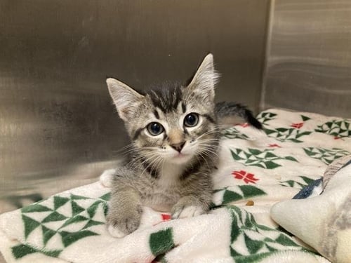 HILO - Domestic Short Hair available for adoption