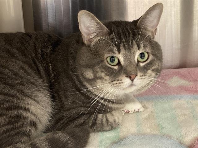 SAWYER - Domestic Short Hair available for adoption