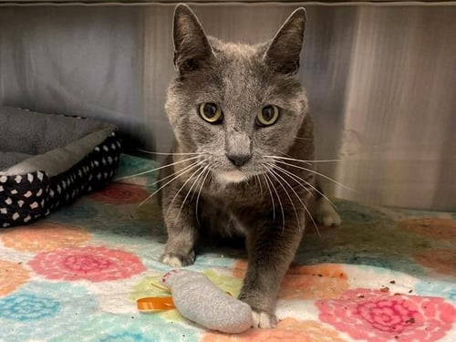 MOSES - Domestic Short Hair available for adoption