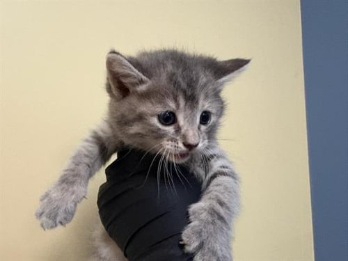 PINGU - Domestic Short Hair available for adoption