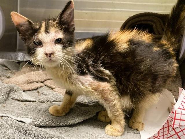 DORA - Domestic Short Hair available for adoption