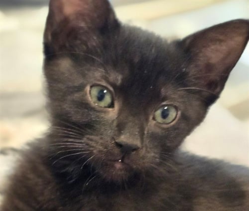 ZORRO - Domestic Short Hair available for adoption