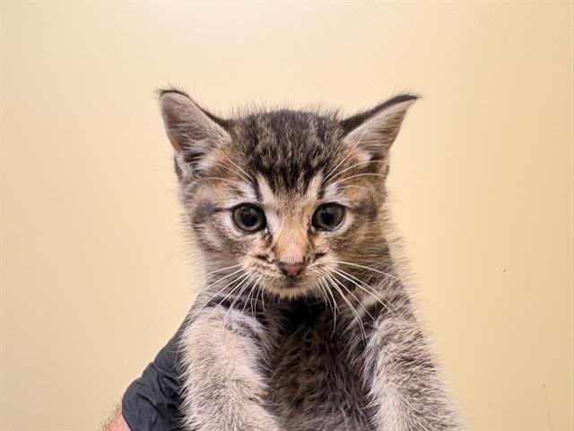 SWEET PEA - Domestic Short Hair available for adoption