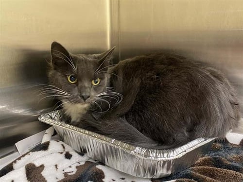 YAKISOBA - Domestic Medium Hair available for adoption