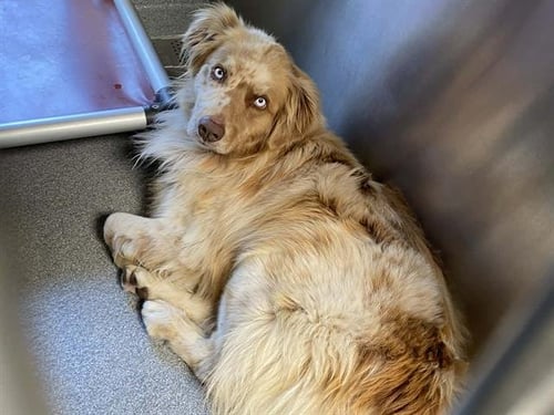 OLIVER - Australian Shepherd available for adoption
