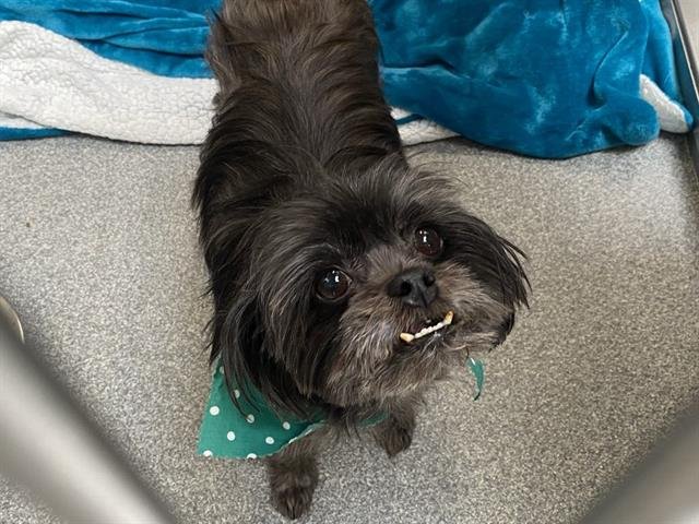 PEACH - Shih Tzu available for adoption