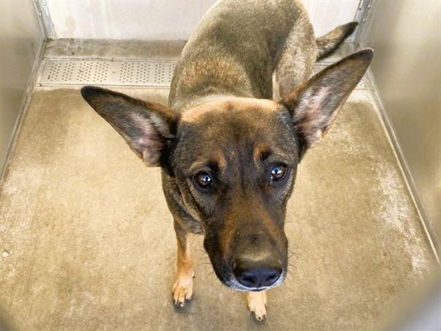 CHAPPEL - Belgian Shepherd Malinois available for adoption