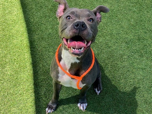 SCOUT - Pit Bull Terrier available for adoption