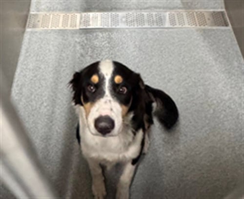 AUTUMN - Border Collie available for adoption