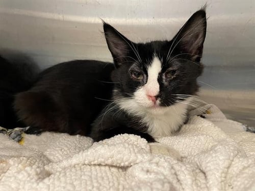 PIPPA - Domestic Short Hair available for adoption