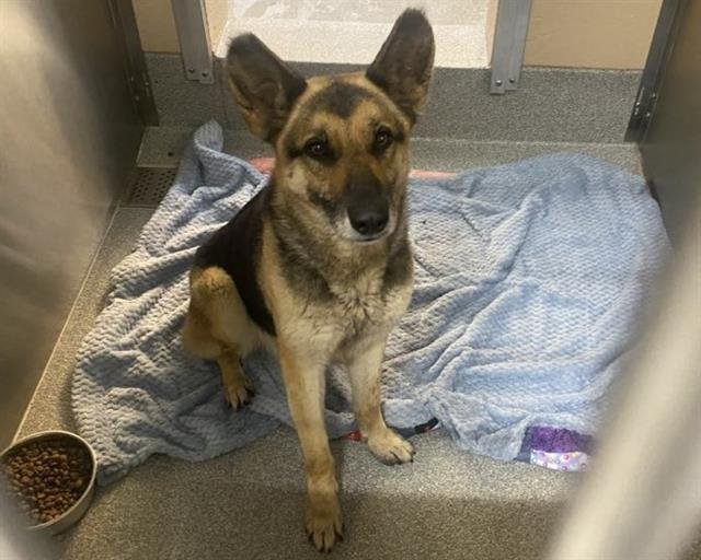 DANIELA - German Shepherd Dog available for adoption