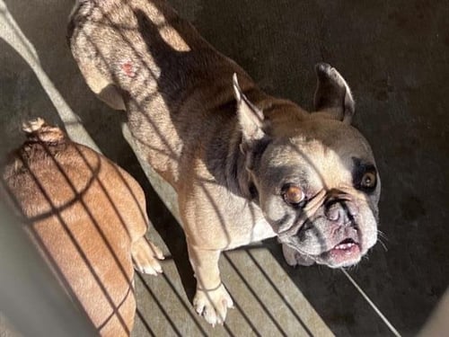 JOEL - French Bulldog available for adoption