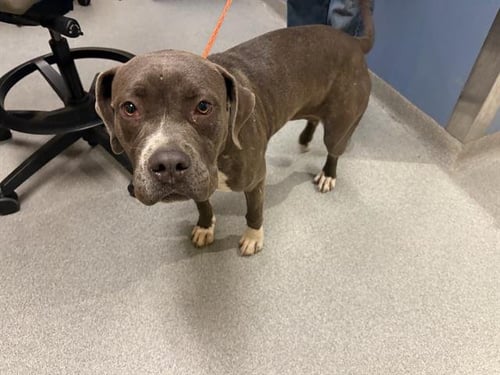 CEDAR - Labrador Retriever available for adoption