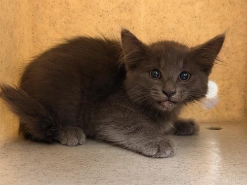 NATALYA - Russian Blue available for adoption