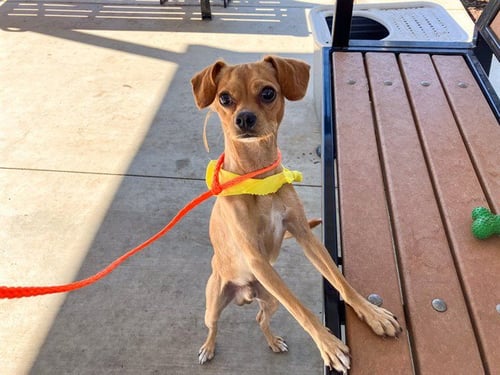 DYNO - Chihuahua / Beagle available for adoption