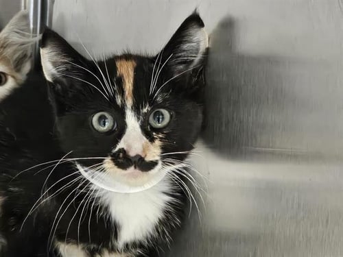 ELAIN - Domestic Short Hair available for adoption
