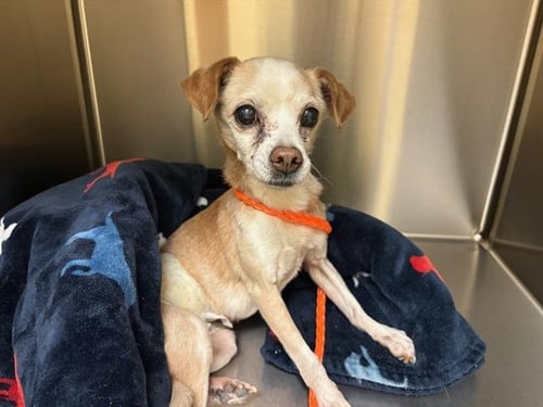 JIMMY - Chihuahua available for adoption