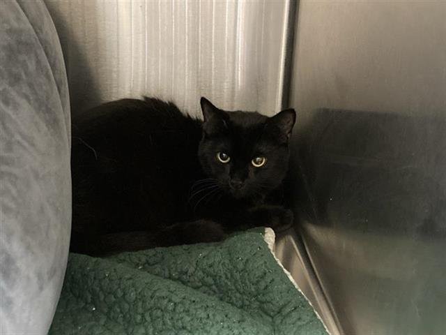 SABRINA - Domestic Short Hair available for adoption