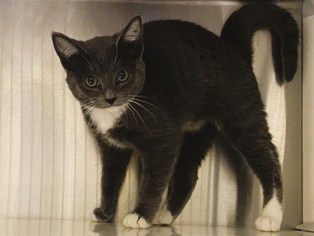 TILLIE - Domestic Short Hair available for adoption