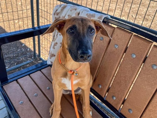 ZEKE - Doberman Pinscher / Labrador Retriever available for adoption