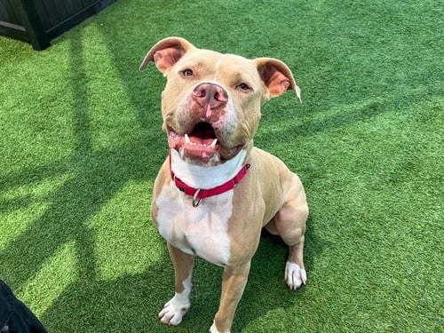 TRUCKSTOP - Pit Bull Terrier available for adoption