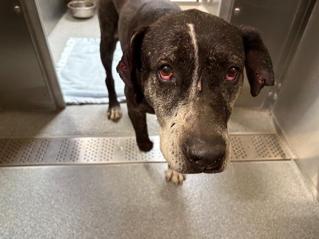 ZENA - Pit Bull Terrier available for adoption