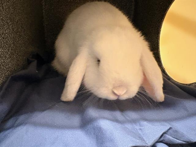 HANZO - Mini Lop available for adoption