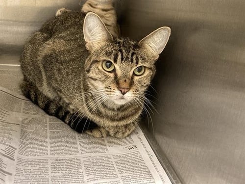 DONITA - Domestic Short Hair available for adoption