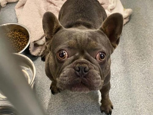 GABRIEL - French Bulldog available for adoption