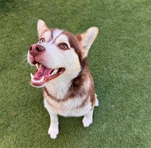 SURFER - Siberian Husky available for adoption