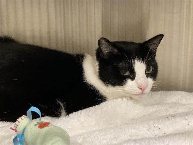 SERAPHINA - Domestic Short Hair available for adoption