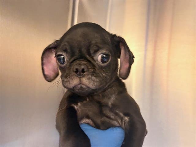 VAN GOUGH - Pug available for adoption