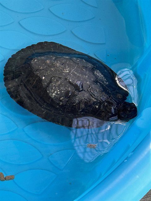 GREENIE - Turtle available for adoption