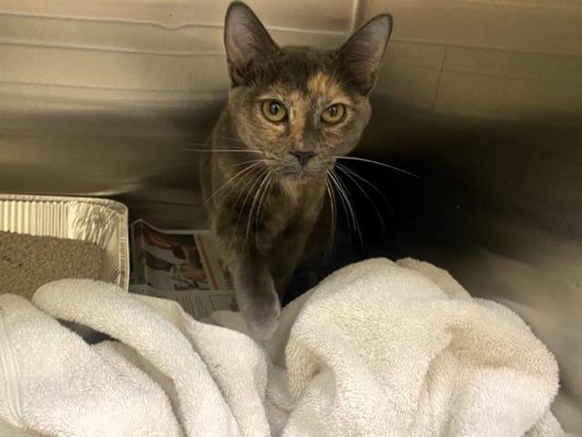 CROISSANT - Domestic Short Hair available for adoption