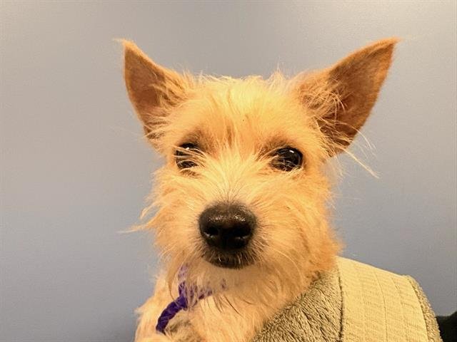 ANDY - Cairn Terrier available for adoption