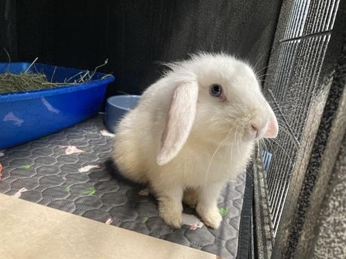 MEW - American Fuzzy Lop available for adoption
